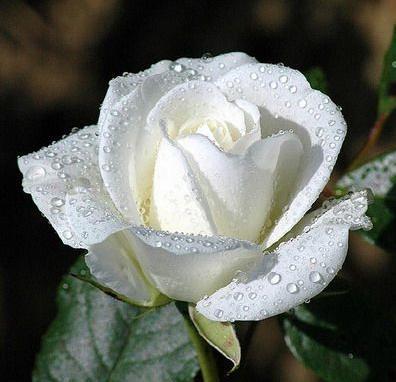 White Rose Friendship