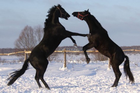 Two horses fight it out, may the best horse win!